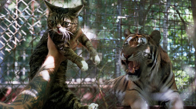 ‘Lil Bub & Friendz’ directors Juliette Eisner and Andy Capper On the Internet Cat Phenomenon
