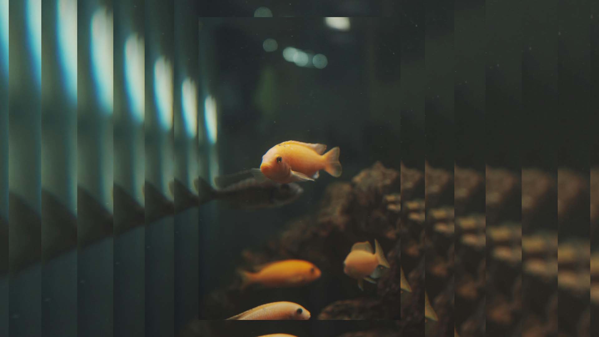 Shanghai No. 1 Seafood Palace